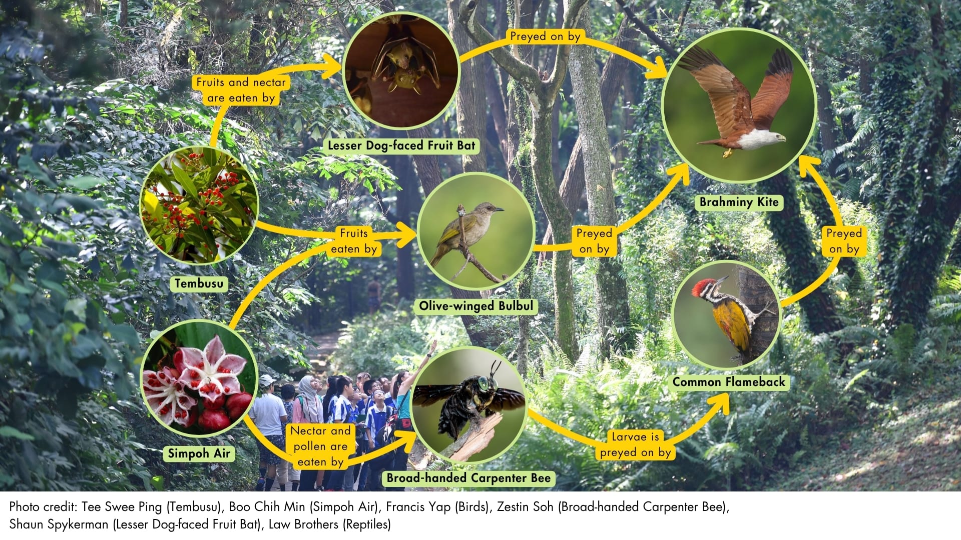 Food webs in Singapore's secondary forests